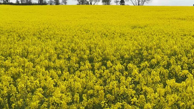 Scenic landscape view of the yellow flowers of a crop of rapeseed in a field, Panning left to right.