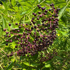 Elderberries