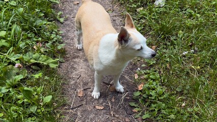 Dog on a Forest Trail Surrounded by Greenery — A Symbol of Active Living, Nature Connection, and Pet Companionship