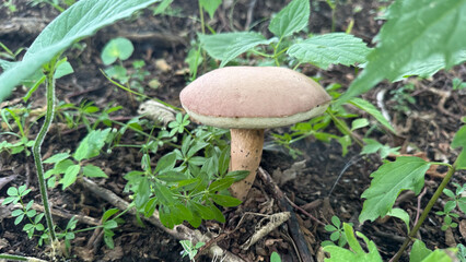 Mushroom in the Forest