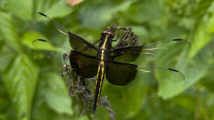 Resting Widow Skimmer