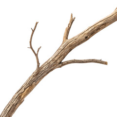 A textured weathered tree branch with multiple smaller twigs extending from the main limb isolated on transparent background