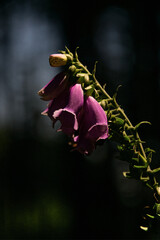 Close up of a pink purple lilac Digitalis floxgloves flower in the forest