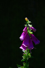 Close up of a purple Digitalis flower in the darkness of the forest
