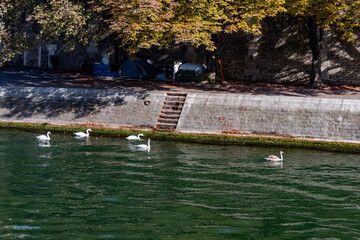 Nature scene in Paris: swans swimming by a mossy bank and beautiful autumnal foliage along the Seine