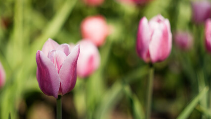 Blooming Pink Tulips in Spring Garden
