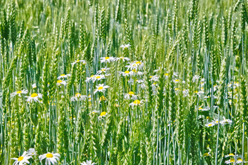 Wheat pland and somme daisies flowers in the acre