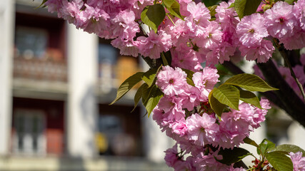 Blooming Cherry Branches Against Urban Background