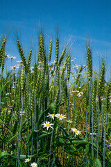 Cereal plants and daisies in the acre field of agriculture