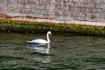 Detailed shot of a solitary swan on the Seine, with focus on the mossy riverbank and water ripples