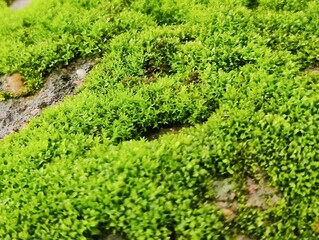 Detailed view of bright green moss covering the surface of a wall, showcasing natural textures and...