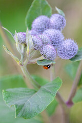 Close up of a purple thistle plant, green leaves and a ladybug