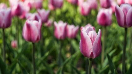Blooming Pink Tulips in Spring Garden