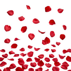 Falling red rose petals gently descending in a romantic shower isolated on transparent background
