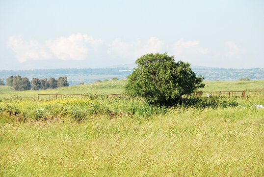 Campos verdes en los Altos del Gol&aacute;n en el norte de Israel