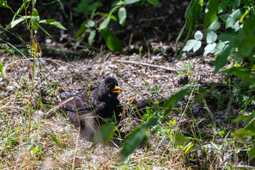 Blackbird, European thrush, sitting on the ground