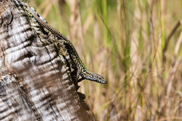Side view of a lizard in various colours on a piece of wood
