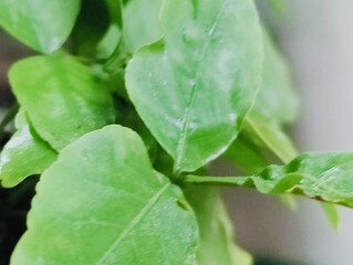 Close-up of bright gradient color  tropical plant leaves with unique patterns outdoors
