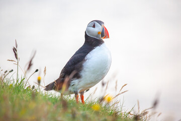 Naklejka premium Vibrant puffin perched on grassy hillside in Iceland's stunning landscape during late afternoon