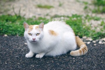 Stray cat sitting outoor and looking curious at camera. Horizontal image with soft focus.	