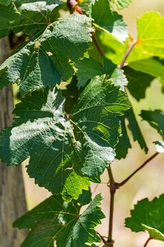 Vineyard foliage in natural sunlight with green leaves