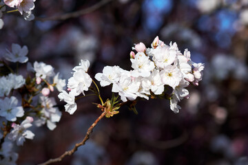 White cherry blossom flowers blooming on a tree branch during a bright spring day