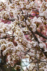 White cherry blossom flowers blooming on a tree branch during a bright spring day