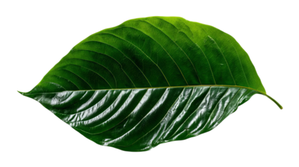 PNG of Close-up of a vibrant green leaf displaying intricate vein patterns and a glossy surface.