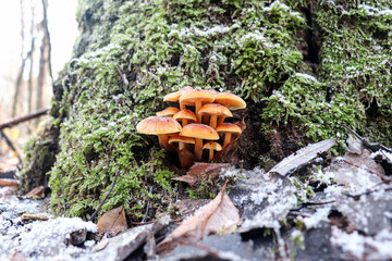winter orange enoki mushrooms cluster growing in snow covered wood
