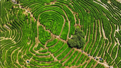 Green mountain landscape 