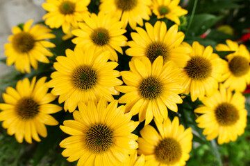 Obraz premium yellow flowers background