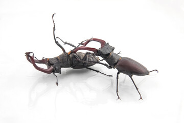 Giant beetles engage in a captivating display of strength and dominance during a battle