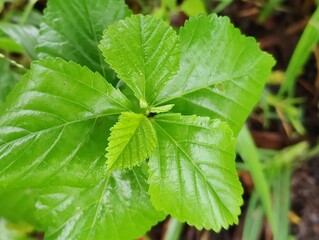 Fresh green  foliage showcasing detailed textures of tropical plant leaves, exuding a fresh and natural atmosphere. Perfect for nature, botany,