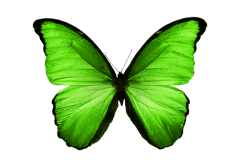 green color butterfly on transparent background