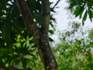 Beautiful trees and leaves in the forest, Green nature background. forest environment