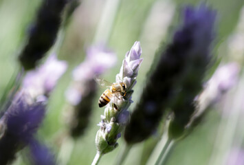 Abeja Silvestre