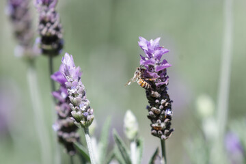 Abeja Silvestre