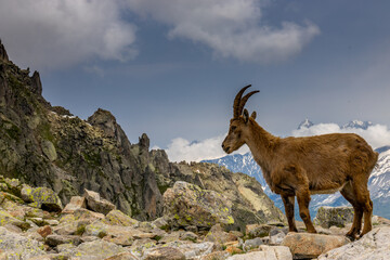 Obraz premium Mountain goat, ibex in the Alps. Alpine mammals in the wild nature on the top of the mountain among green bushes and grass. Big male and female mountain goat in the natural environment in the Alps