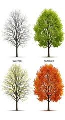 Obraz premium Four seasons tree set isolated on white background vector illustration