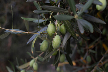 Fresh green olives nestled in leaves