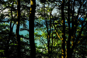 Look through a dense forest on a blue shimmering sea in the sunlight, view through the trees to the Baltic Sea near the North Perd in 18586 G&ouml;hren, island of R&uuml;gen, Germany