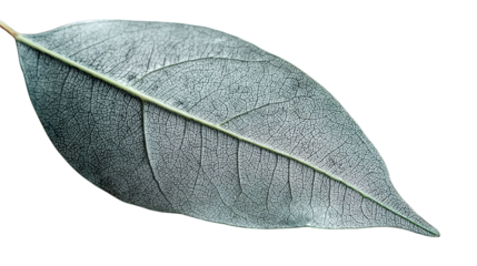 PNG of Close-up of a delicate green leaf with intricate vein patterns, showcasing its natural texture and beauty.
