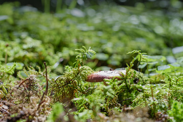 forest mushroom in moss carpet nature close-up