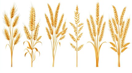 Set of Golden Wheat Ears on White Background for Design Use 