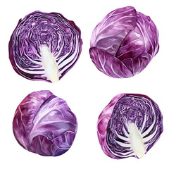 A hand-drawn watercolor illustration of a red cabbage collection, painted with soft textures, isolated on a white background, elegant artistic design, in EPS format. vector illustration