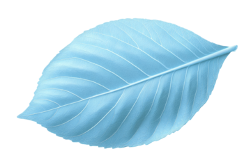 Light blue leaf, detailed veins