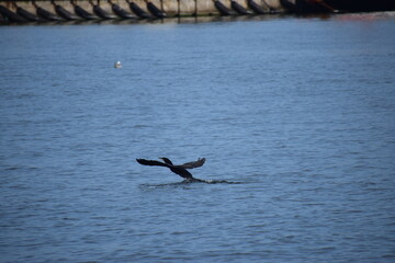 Fototapeta premium seagull flying in the sea