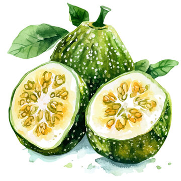 Cute Watercolor illustration of vidanga fruit, hand-crafted with delicate brush textures, minimal and isolated layout, white background, EPS format. illustration