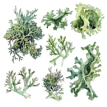  Illustration of usnea lichen, hand-crafted with delicate brush textures, minimal and isolated layout, white background, EPS format. watercolor vectorized 