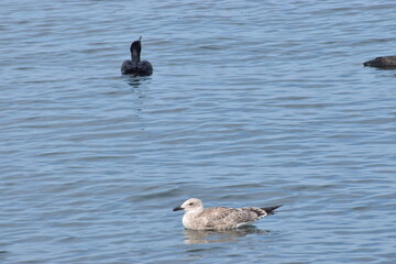 ducks and seagulls at sea in the morning
